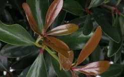 LeAnn Cleyera Japonica - 3 Gallon Pot -Garden & Outdoor Sale Shop Cleyera LeAnn Japonica