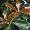 LeAnn Cleyera Japonica - 3 Gallon Pot -Garden & Outdoor Sale Shop Cleyera Leann BS