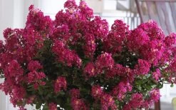 Berry Dazzle Dwarf Crape Myrtle (Single-Trunk Topiary) - 7 Gallon Pot -Garden & Outdoor Sale Shop Crape Myrtle Berry Dazzle 3
