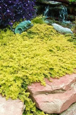 Golden Creeping Jenny - Lysimachia Nummularia Aurea - 10 Pack Of Pint Pots -Garden & Outdoor Sale Shop Creeping Jenny 20 1