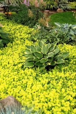 Golden Creeping Jenny - Lysimachia Nummularia Aurea - 5 Pack Of Pint Pots 10 Golden Creeping Jenny - Lysimachia Nummularia Aurea - 5 Pack Of Pint Pots -Garden & Outdoor Sale Shop Creeping Jenny 21