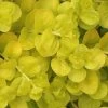 Golden Creeping Jenny - Lysimachia Nummularia Aurea - 5 Pack Of Pint Pots -Garden & Outdoor Sale Shop Creeping Jenny 22