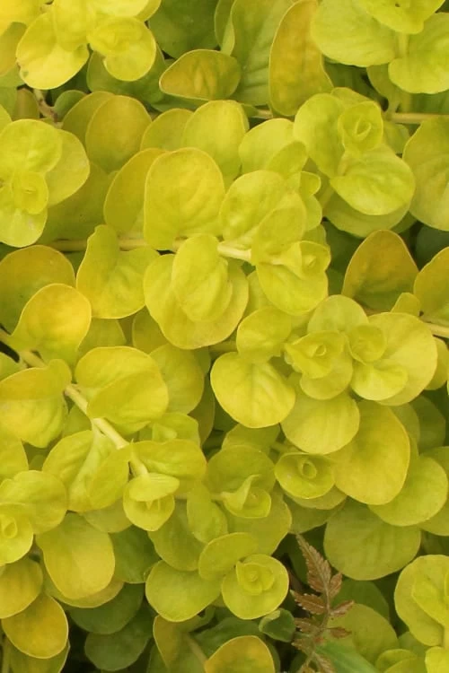 Golden Creeping Jenny - Lysimachia Nummularia Aurea - 5 Pack Of Pint Pots 3 Golden Creeping Jenny - Lysimachia Nummularia Aurea - 5 Pack Of Pint Pots