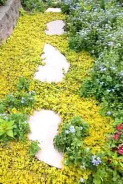 Golden Creeping Jenny - Lysimachia Nummularia Aurea - 10 Pack Of Pint Pots -Garden & Outdoor Sale Shop Creeping Jenny 25 1