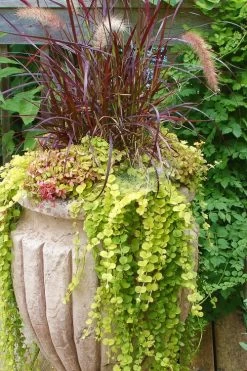 Golden Creeping Jenny - Lysimachia Nummularia Aurea - 10 Pack Of Pint Pots -Garden & Outdoor Sale Shop Creeping Jenny 26 1