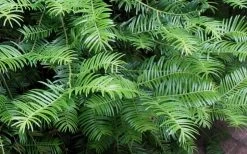 Creeping Japanese Plum Yew (Cephalotaxus Harringtonia 'Prostrata') - 2.5 Quart Pot 14 Creeping Japanese Plum Yew (Cephalotaxus Harringtonia 'Prostrata') - 2.5 Quart Pot -Garden & Outdoor Sale Shop Creeping japanese Plum Yew 1