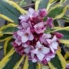 Maejima Variegated Pink Winter Daphne - 2 Gallon Pot -Garden & Outdoor Sale Shop Daphne Odora Maejima 500x750 1