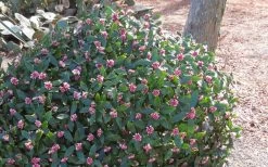Greenleaf Pink Winter Daphne - 3 Gallon Pot -Garden & Outdoor Sale Shop Daphne Odora Rosea Pink Winter Daphne 50