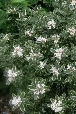 Summer Ice Daphne - 1 Gallon Pot -Garden & Outdoor Sale Shop Daphne Summer Ice 6