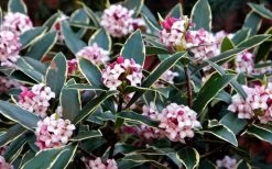 Variegated Pink Winter Daphne - 1 Gallon Pot -Garden & Outdoor Sale Shop Daphne odora Aureo Marginata