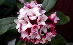 Greenleaf Pink Winter Daphne - 3 Gallon Pot -Garden & Outdoor Sale Shop DaphneGreenleafPink