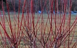 Variegated Dappled Willow Tree - Salix Integra 'Hakuro Nishiki' - 1 Gallon Pot - Tree Form -Garden & Outdoor Sale Shop Dappled Willow Tree Stems 2