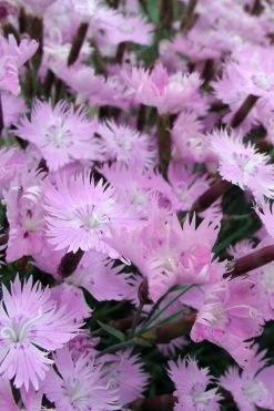 Bath's Pink Dianthus - 5 Pack Of Quart Pots 12 Bath's Pink Dianthus - 5 Pack Of Quart Pots -Garden & Outdoor Sale Shop Dianthus Baths Pink 10