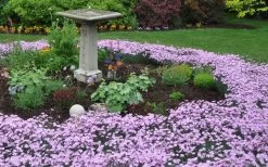 Bath's Pink Dianthus - 5 Pack Of Quart Pots 13 Bath's Pink Dianthus - 5 Pack Of Quart Pots -Garden & Outdoor Sale Shop Dianthus Baths Pink 7