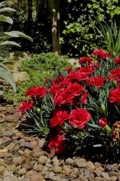 Super Trouper Velvet Red Dianthus (Carnation) - 10 Pack Of Quart Pots -Garden & Outdoor Sale Shop Dianthus Super Trouper Velvet Red 1