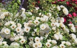 Popcorn Drift Groundcover Rose - 2 Gallon Pot -Garden & Outdoor Sale Shop Drift Rose Popcorn 21 1