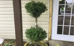 Poodle Tier Dwarf Alberta Spruce Topiary (2-Ball) - 2 Gallon Pot -Garden & Outdoor Sale Shop Dwarf Alberta Spruce Poodle Tier