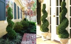 Spiral Dwarf Alberta Spruce Topiary - 2 Gallon Pot -Garden & Outdoor Sale Shop Dwarf Alberta Spruce Spiral 2