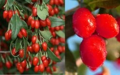 Goji Berry Plant - Lycium Barbarum - 1 Gallon Pot -Garden & Outdoor Sale Shop Dynamite Goji Berry