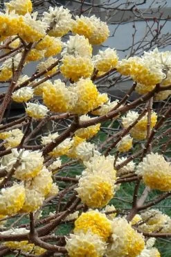 Edgeworthia Chrysantha - Paper Bush - 5 Gallon Pot 20 Edgeworthia Chrysantha - Paper Bush - 5 Gallon Pot -Garden & Outdoor Sale Shop Edgeworthia 4 500x700 1
