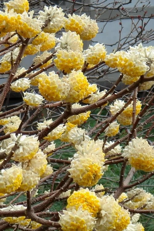 Edgeworthia Chrysantha - Paper Bush - 5 Gallon Pot 8 Edgeworthia Chrysantha - Paper Bush - 5 Gallon Pot - Image 6