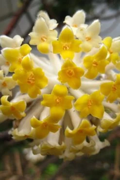 Edgeworthia Chrysantha - Paper Bush - 5 Gallon Pot 27 Edgeworthia Chrysantha - Paper Bush - 5 Gallon Pot -Garden & Outdoor Sale Shop Edgeworthia BS