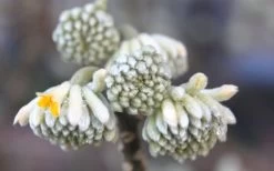 Edgeworthia Chrysantha - Paper Bush - 5 Gallon Pot 24 Edgeworthia Chrysantha - Paper Bush - 5 Gallon Pot -Garden & Outdoor Sale Shop Edgeworthia Flower Buds