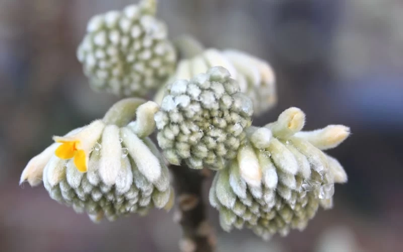 Edgeworthia Chrysantha - Paper Bush - 5 Gallon Pot 12 Edgeworthia Chrysantha - Paper Bush - 5 Gallon Pot - Image 10
