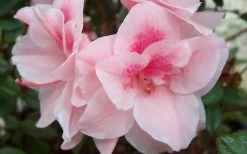 Autumn Belle Encore Azalea - 1 Gallon Pot -Garden & Outdoor Sale Shop Encore Azalea Autumn Belle