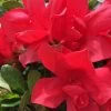 Autumn Bonfire Encore Azalea - 1 Gallon Pot