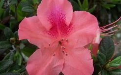 Autumn Coral Encore Azalea - 1 Gallon Pot 9 Autumn Coral Encore Azalea - 1 Gallon Pot -Garden & Outdoor Sale Shop Encore Azalea Autumn Coral