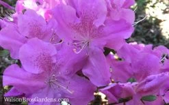 Autumn Lilac Encore Azalea - 1 Gallon Pot 13 Autumn Lilac Encore Azalea - 1 Gallon Pot -Garden & Outdoor Sale Shop Encore Azalea Autumn Lilac 7