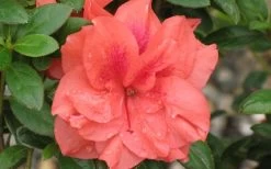 Autumn Monarch Encore Azalea - 2 Gallon Pot -Garden & Outdoor Sale Shop Encore Azalea Autumn Monarch 4 50 1