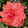 Autumn Monarch Encore Azalea - 2 Gallon Pot