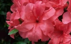 Autumn Princess Encore Azalea - 1 Gallon Pot -Garden & Outdoor Sale Shop Encore Azalea Autumn Princess