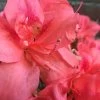 Autumn Princess Encore Azalea - 1 Gallon Pot 1 Autumn Princess Encore Azalea - 1 Gallon Pot -Garden & Outdoor Sale Shop Encore Azalea Autumn Princess 500x750 1