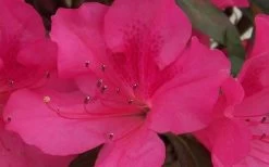 Autumn Sangria Encore Azalea - 2 Gallon Pot -Garden & Outdoor Sale Shop Encore Azalea Autumn Sangria 5