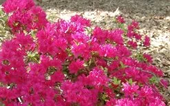 Autumn Sundance Encore Azalea - 1 Gallon Pot -Garden & Outdoor Sale Shop Encore Azalea Autumn Sundance 50