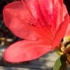 Autumn Sunset Encore Azalea - 1 Gallon Pot -Garden & Outdoor Sale Shop Encore Azalea Autumn Sunset 2 500x750 1
