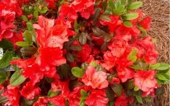 Autumn Sunset Encore Azalea - 1 Gallon Pot -Garden & Outdoor Sale Shop Encore Azalea Autumn Sunset 5