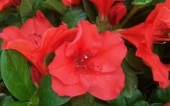 Autumn Sunset Encore Azalea - 1 Gallon Pot -Garden & Outdoor Sale Shop Encore Azalea Sunset 1