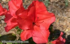 Autumn Sunset Encore Azalea - 1 Gallon Pot -Garden & Outdoor Sale Shop Encore Azalea Sunset 5