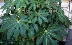 Fatsia Japonica - Japanese Aralia - Glossy Paper Plant - 1 Gallon Pot -Garden & Outdoor Sale Shop Fatsia Japanese Aralia 1