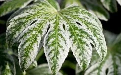 Spider's Web Fatsia - Japanese Aralia Paper Plant - 1 Gallon Pot -Garden & Outdoor Sale Shop Fatsia Spider Web close Up 1