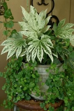 Spider's Web Fatsia - Japanese Aralia Paper Plant - 1 Gallon Pot -Garden & Outdoor Sale Shop Fatsia Spiders Web 21 1