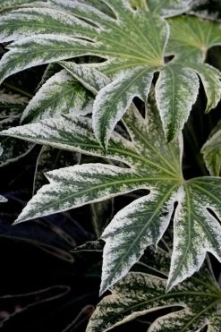 Spider's Web Fatsia - Japanese Aralia Paper Plant - 2 Gallon Pot -Garden & Outdoor Sale Shop Fatsia Spiders Web 24
