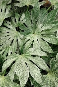 Spider's Web Fatsia - Japanese Aralia Paper Plant - 2 Gallon Pot -Garden & Outdoor Sale Shop Fatsia Spiders Web 33
