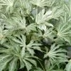 Spider's Web Fatsia - Japanese Aralia Paper Plant - 1 Gallon Pot -Garden & Outdoor Sale Shop Fatsia Spiders Web 500x750 2