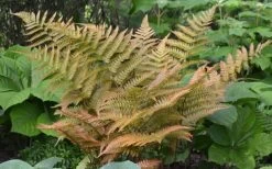 Autumn Fern (Dryopteris Erythrosora) - 3 Gallon -Garden & Outdoor Sale Shop Fern Autumn 1 1