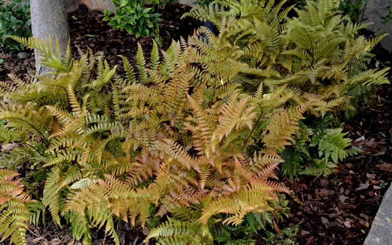 Autumn Fern - Dryopteris Erythrosora - 1 Gallon Pot 7 Autumn Fern - Dryopteris Erythrosora - 1 Gallon Pot - Image 5